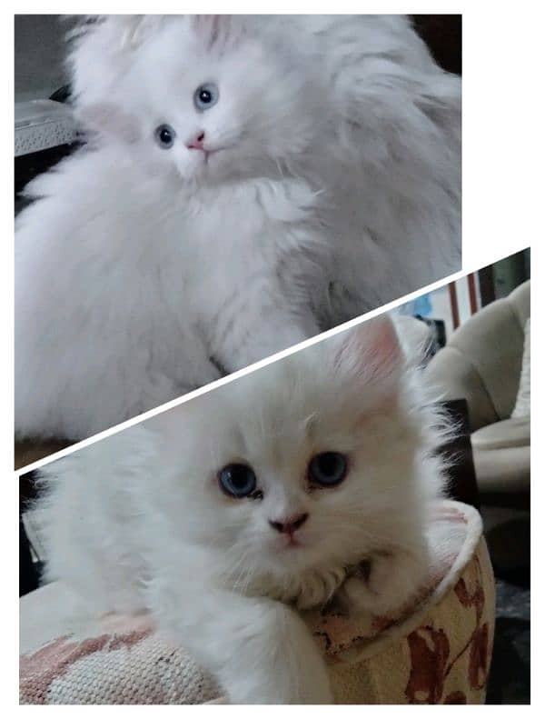pair for sale contact on 03335601275 0