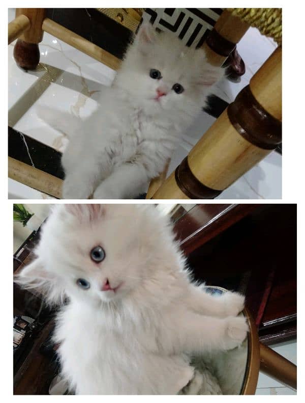 pair for sale contact on 03335601275 1