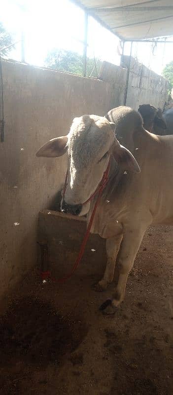 farsh qurbani vachy 0