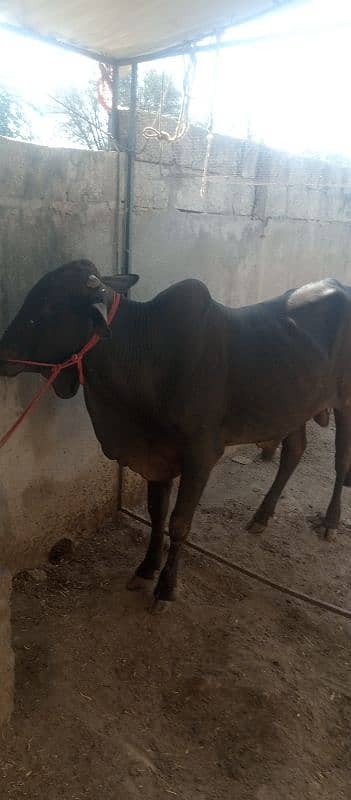 farsh qurbani vachy 1