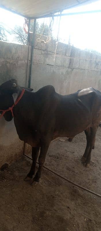 farsh qurbani vachy 2