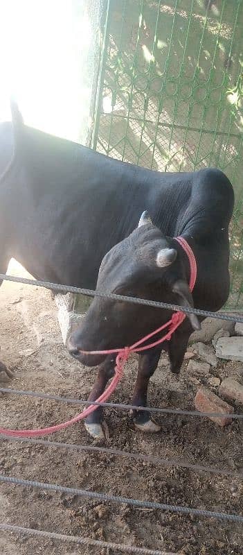 farsh qurbani vachy 3