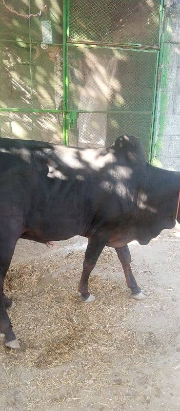 farsh qurbani vachy 4