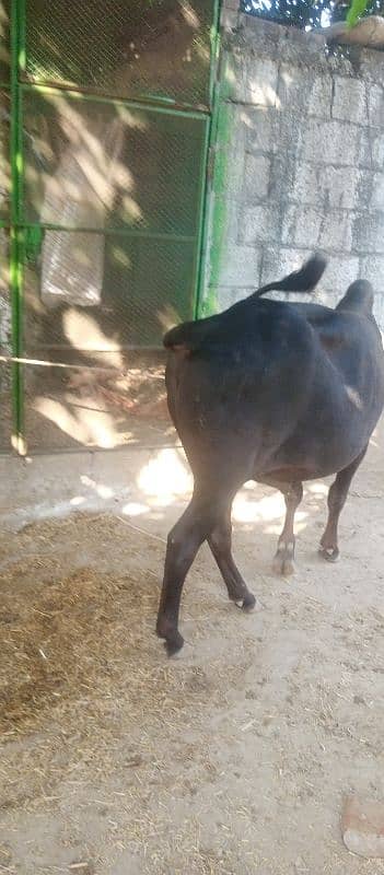 farsh qurbani vachy 5