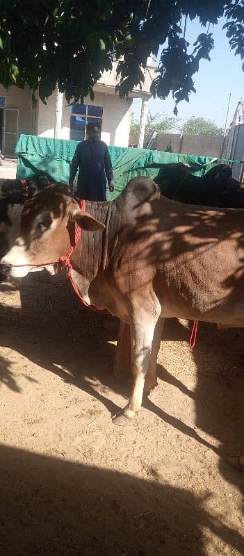 farsh qurbani vachy 6