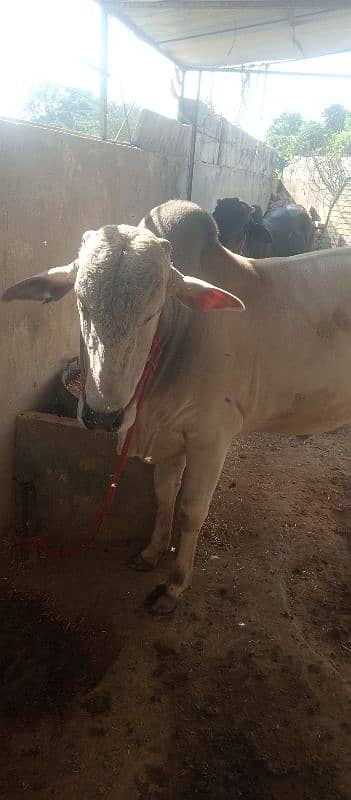 farsh qurbani vachy 7