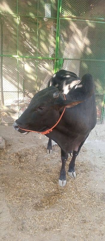 farsh qurbani vachy 8
