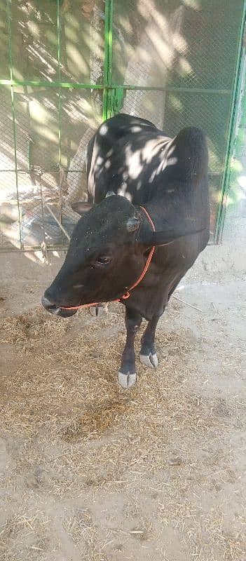 farsh qurbani vachy 9