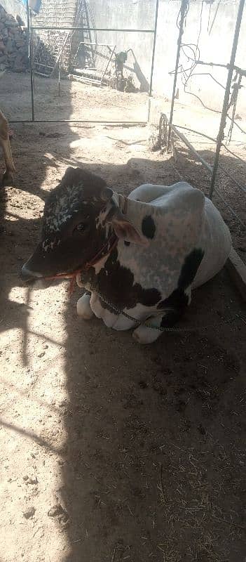 farsh qurbani vachy 10