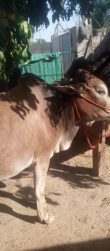 farsh qurbani vachy 11