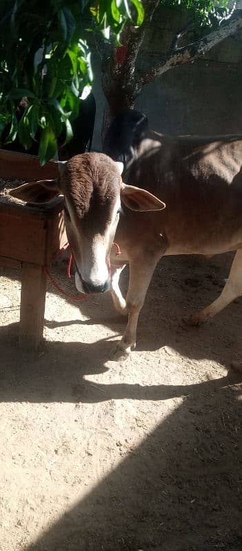 farsh qurbani vachy 12