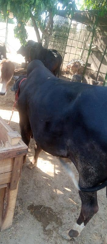 farsh qurbani vachy 13