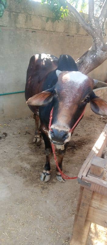 farsh qurbani vachy 14