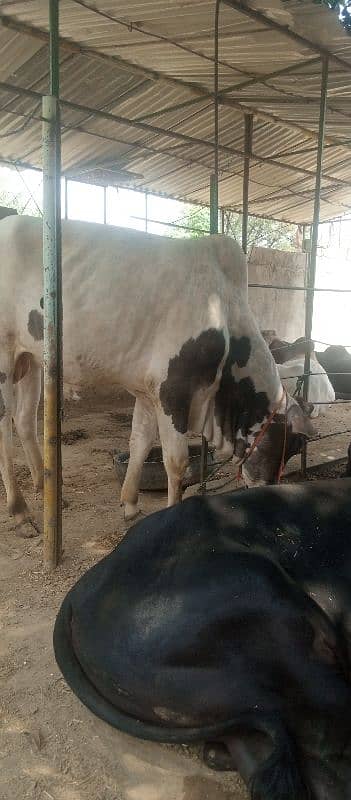 farsh qurbani vachy 15