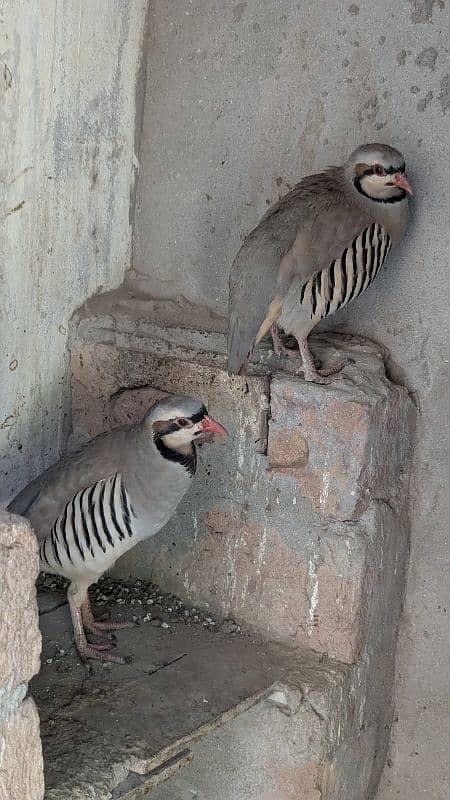 Chand chakoor pair 0