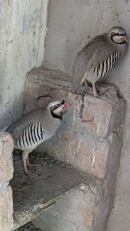 Chand chakoor pair 1