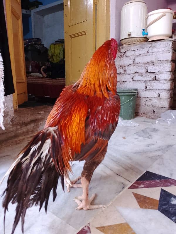 achcha murga 3