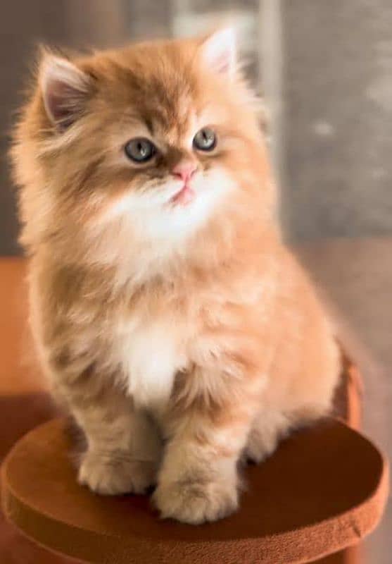 Persian Punched  faced kitten 1