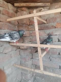 Ferozpuri cross pair for sale