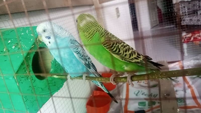 Australian parots 0