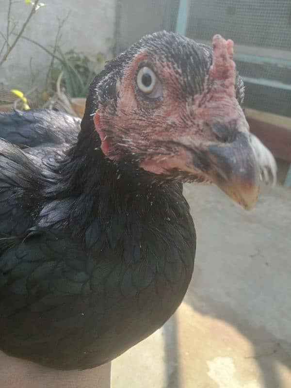 Aseel Trio egg laying pair 0