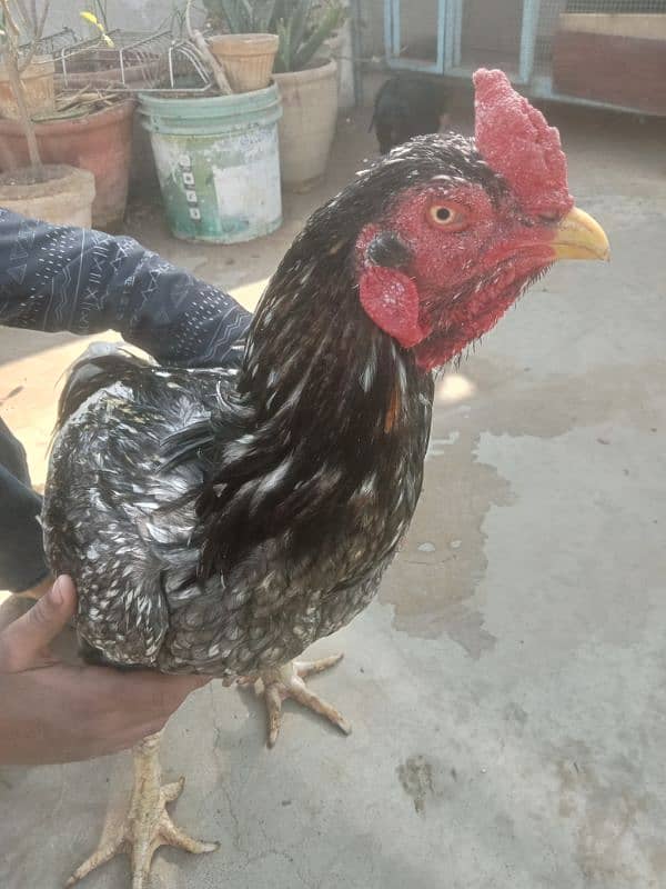 Aseel Trio egg laying pair 1