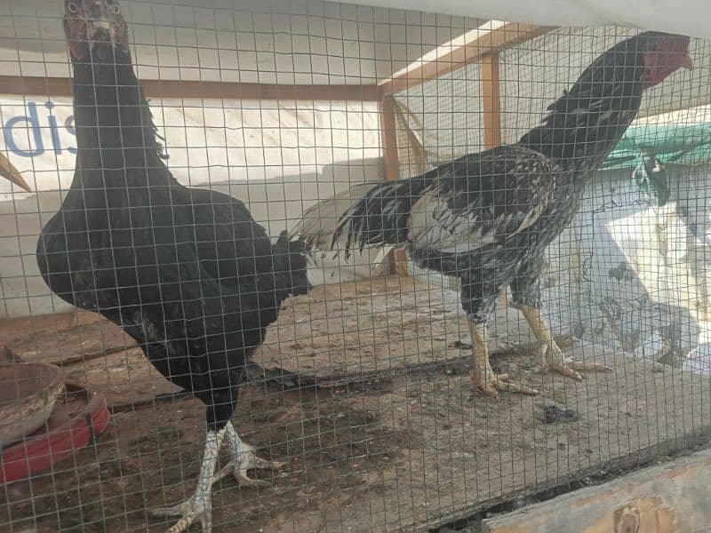 Aseel Trio egg laying pair 2
