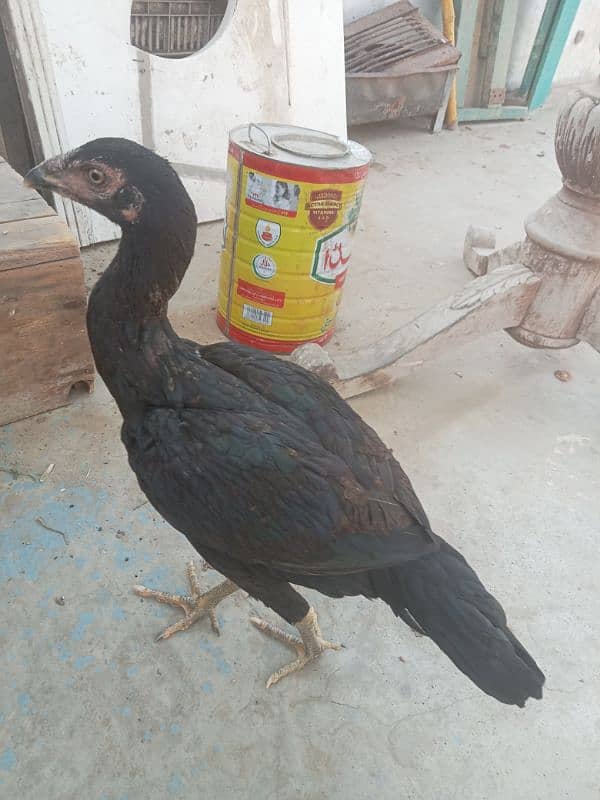Aseel Trio egg laying pair 3