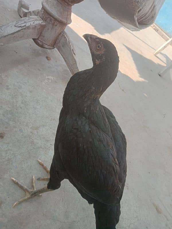 Aseel Trio egg laying pair 4