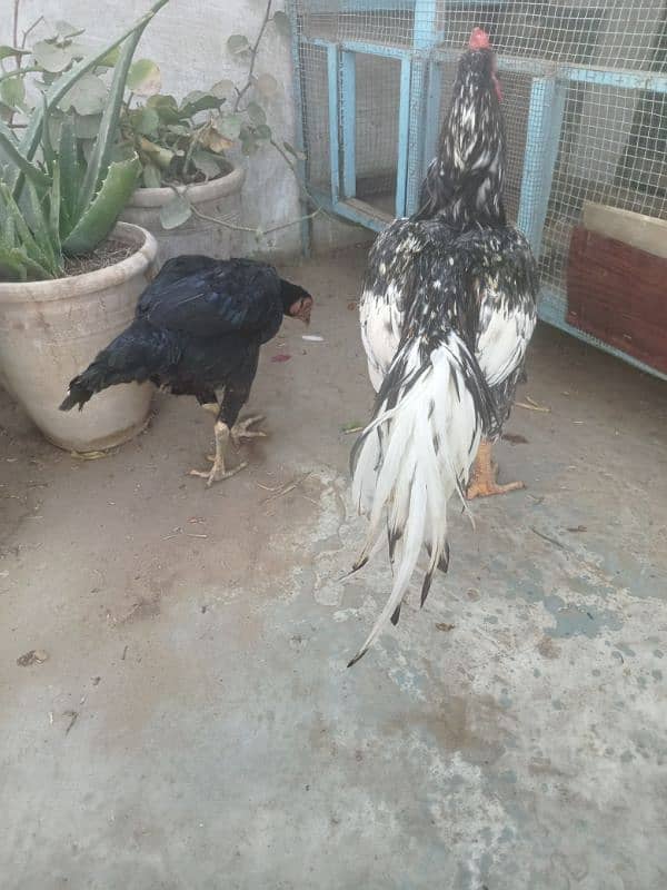Aseel Trio egg laying pair 5
