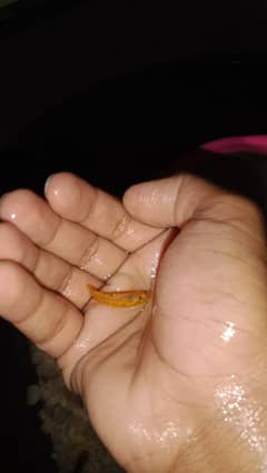 molly fish available good quality