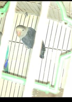 lover Birds