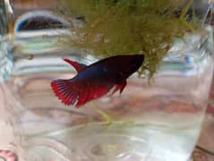 female betta