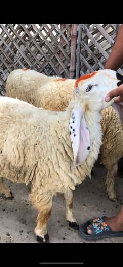 Sheep