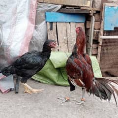 aseel pair
