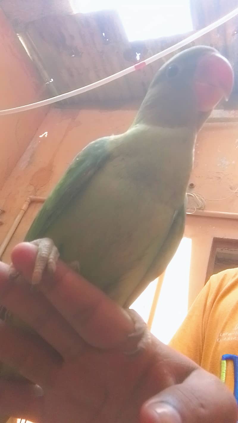 Raw chicks self patha 2