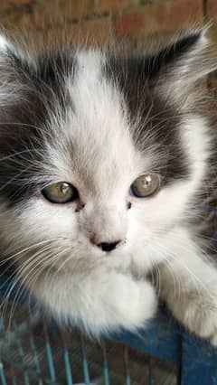 Persian baby cat for sale