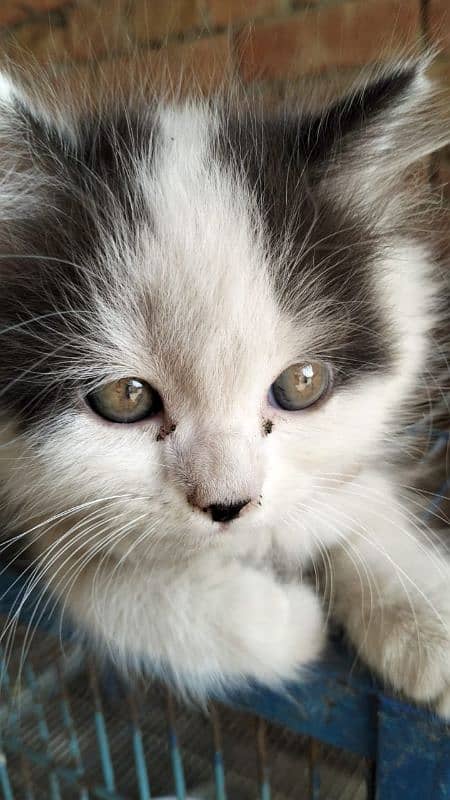Persian baby cat for sale 0