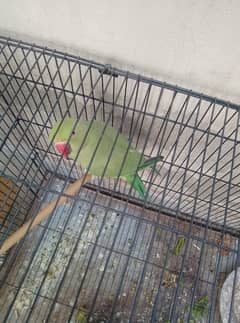 Green parrot