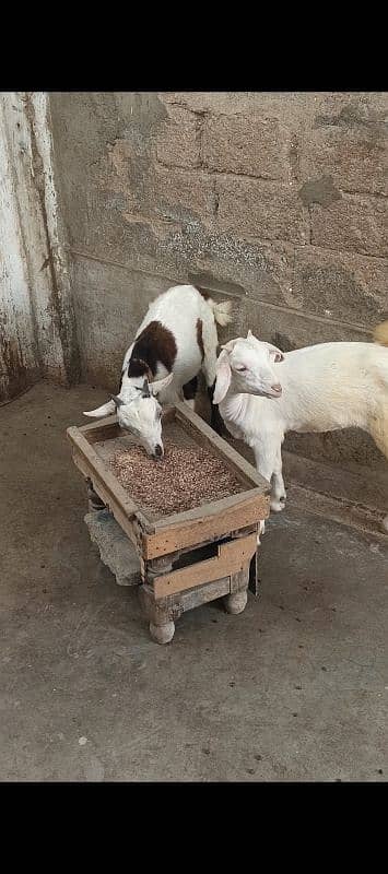 teddi pair bakra or bakri teddy 0