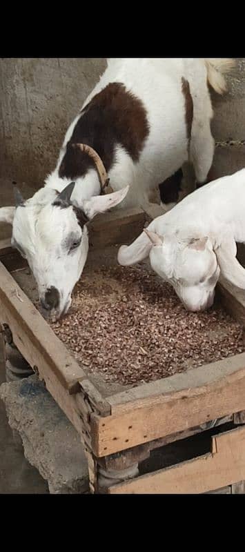 teddi pair bakra or bakri teddy 1
