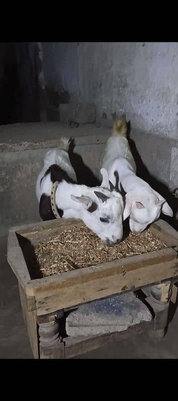 teddi pair bakra or bakri teddy 2