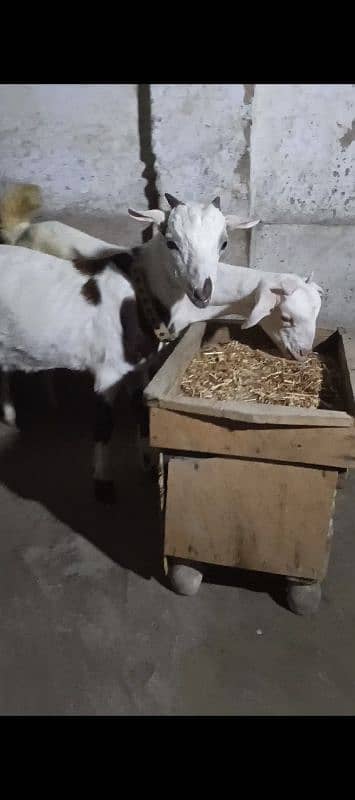 teddi pair bakra or bakri teddy 3