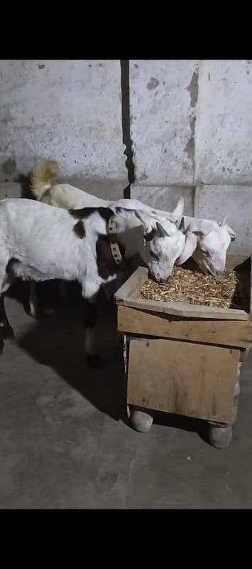 teddi pair bakra or bakri teddy 4
