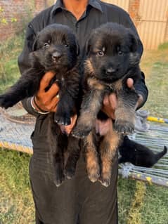 Gsd