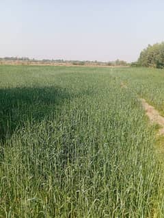 Agricultural