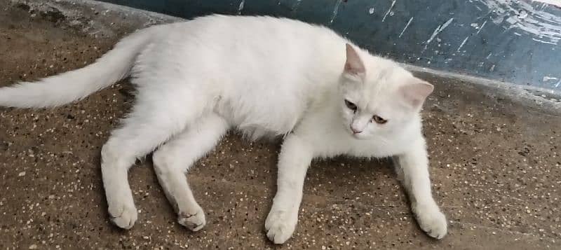 Persian white cat 0