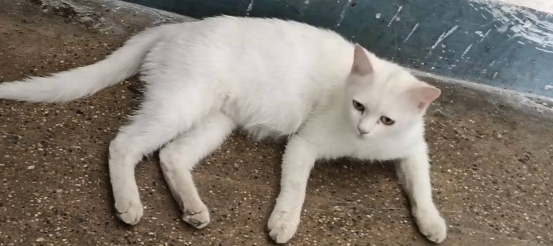 Persian white cat 2