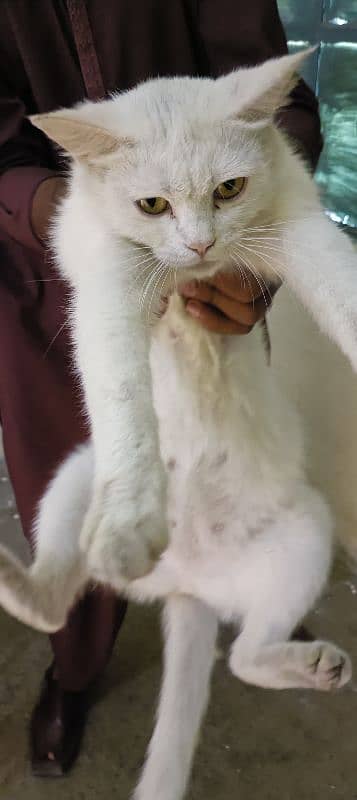 Persian white cat 3