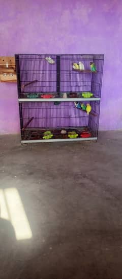 Love bird set up